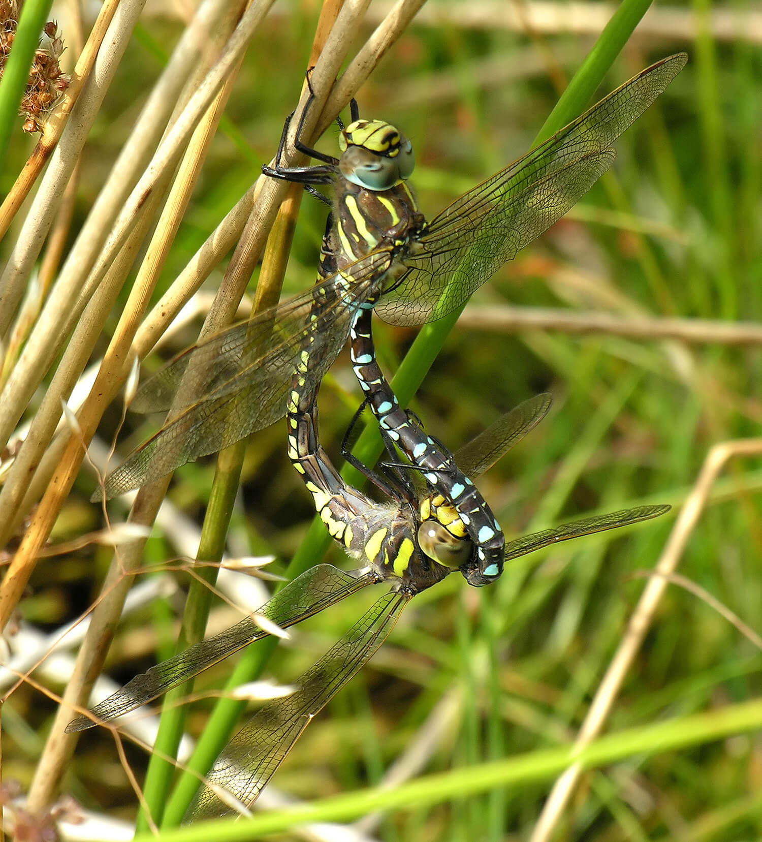 Adult Aeshna juncea tandem by David Kitching